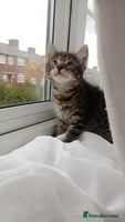 Mixed Breed cats - Advert 7