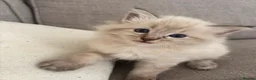 Ragdoll cats for sale: ✨ READY SOON ✨ Ragdoll Siberian Kittens - Advert 7