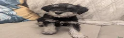 Miniature Schnauzer dogs for sale: Miniature schnauzer puppies  in Cowbridge - Advert 16