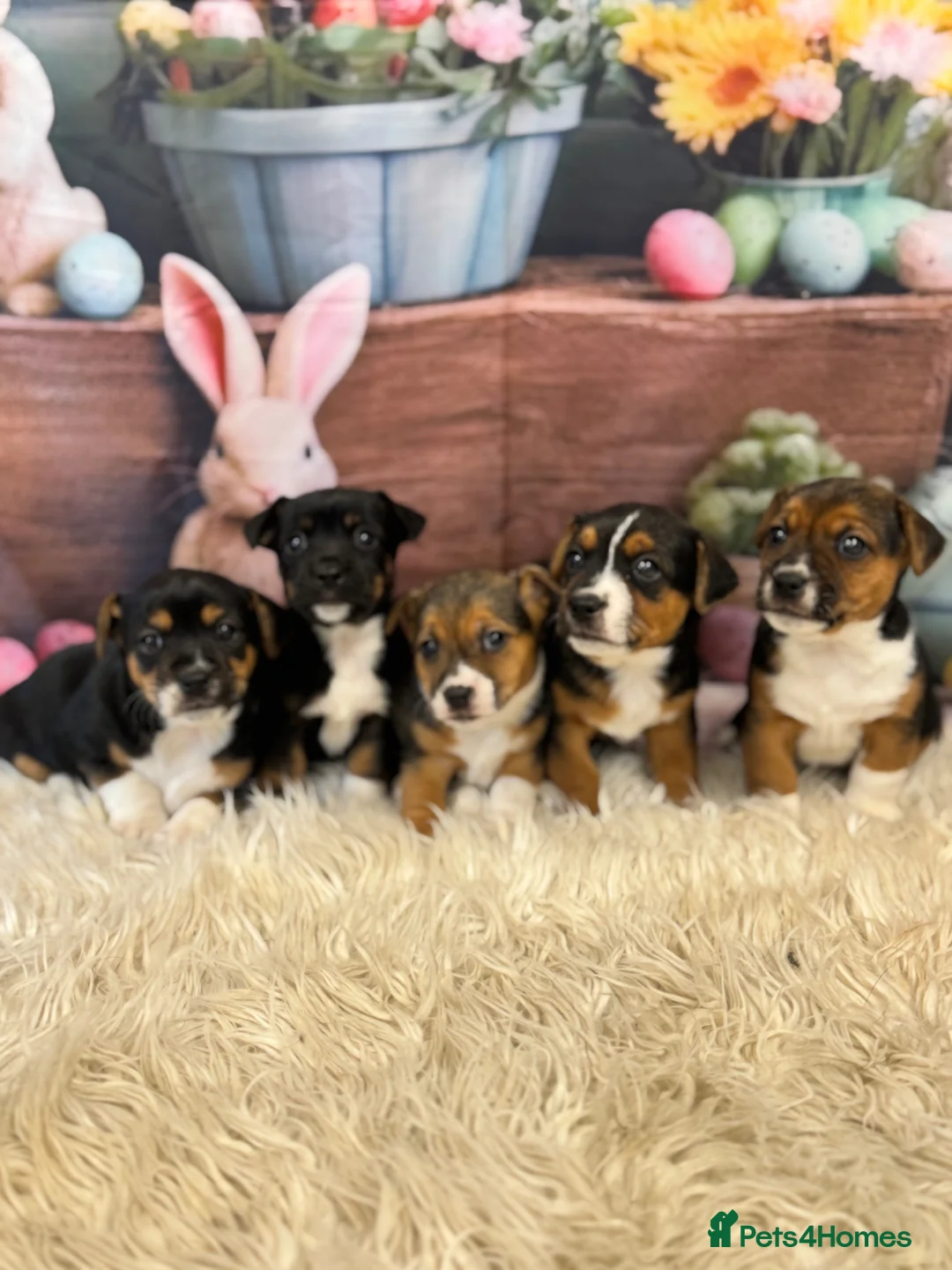 Jack Russell dogs for sale: Fabulous smooth haired, short legged JR pups in Keighley - Advert 1