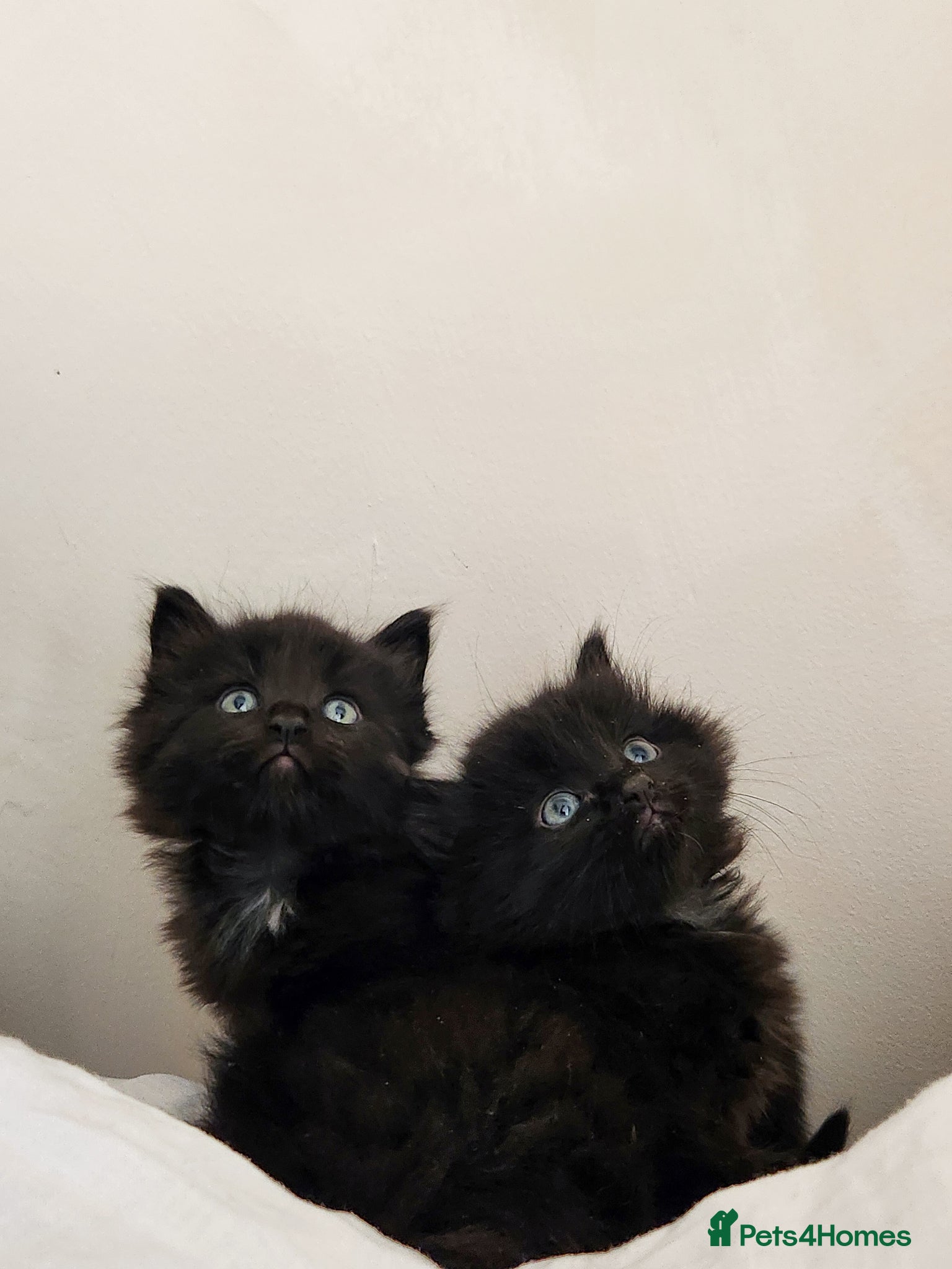 Norwegian Forest Cat cats 🐾 Loving Fluffy Kittens for New Homes - Advert 13
