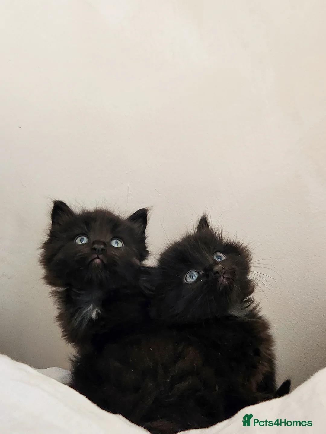 Norwegian Forest Cat cats for sale: 🐾 Loving Fluffy Kittens for New Homes - Advert 1