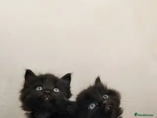 Norwegian Forest Cat cats 🐾 Loving Fluffy Kittens for New Homes - Advert 13