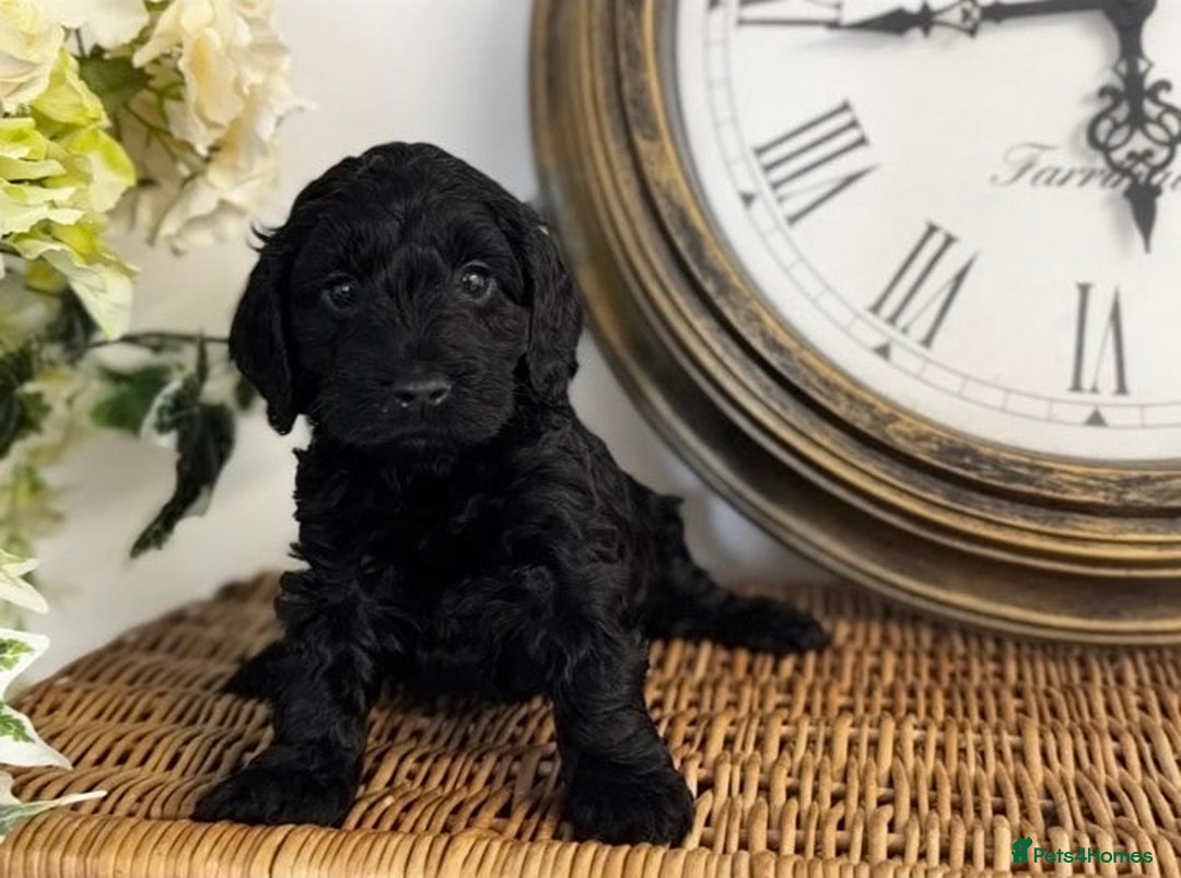 Cavapoo dogs for sale: Stunning F1b mini cavapoos  - Image 4