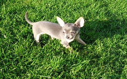 Mixed Breed dogs for sale: Stunning unique 3/4 Chihuahua x Italian greyhound  - Image 4