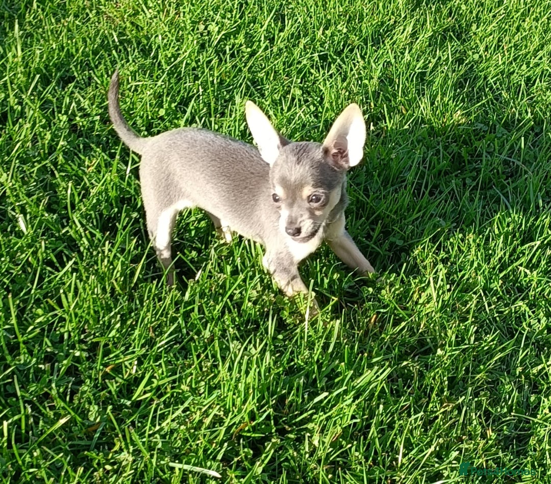 Mixed Breed dogs for sale: Stunning unique 3/4 Chihuahua x Italian greyhound  - Image 4