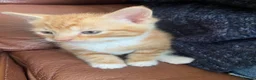 Mixed Breed cats for sale: 4 gorgeous kittens  - Advert 5