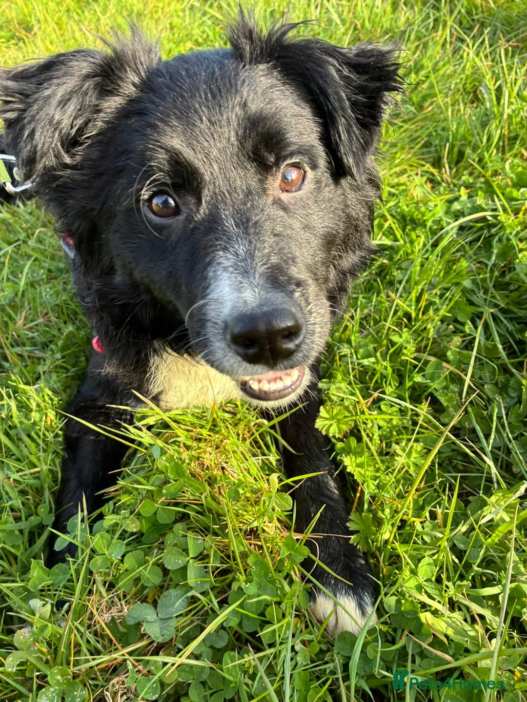 Mixed Breed dogs for adoption: Whiskey for adoption in Leigh-on-Sea - Advert 2