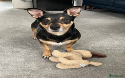 Jack Russell dogs for sale: Meet Dexter – Looking for His Forever Home - Image 3