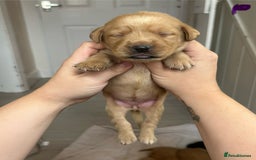 Springador dogs for sale: 3/4 Labrador (Springador x Labrador) Pups for Sale - Image 28