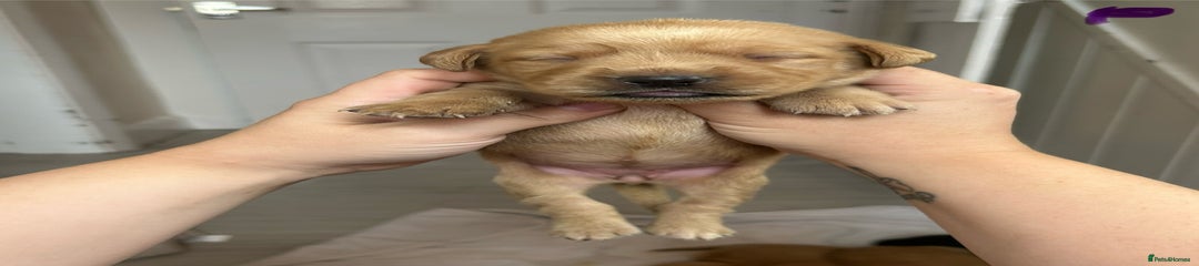 Springador Puppy 7