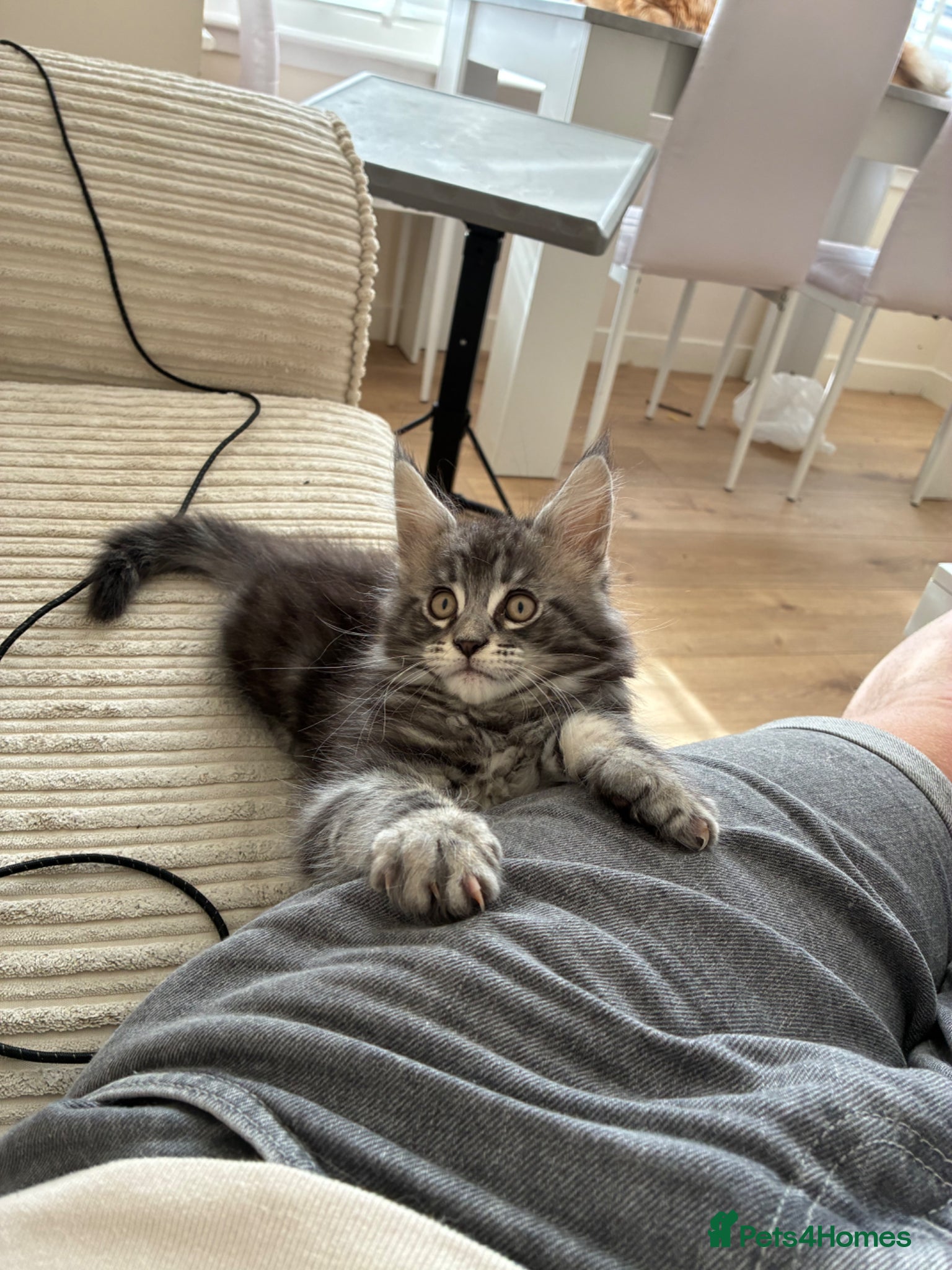 Maine Coon cats Maine coon kittens  - Advert 11