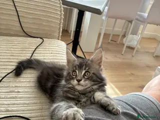 Maine Coon cats Maine coon kittens - Advert 11