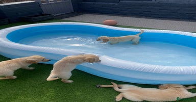 Golden Retriever dogs - Advert 11