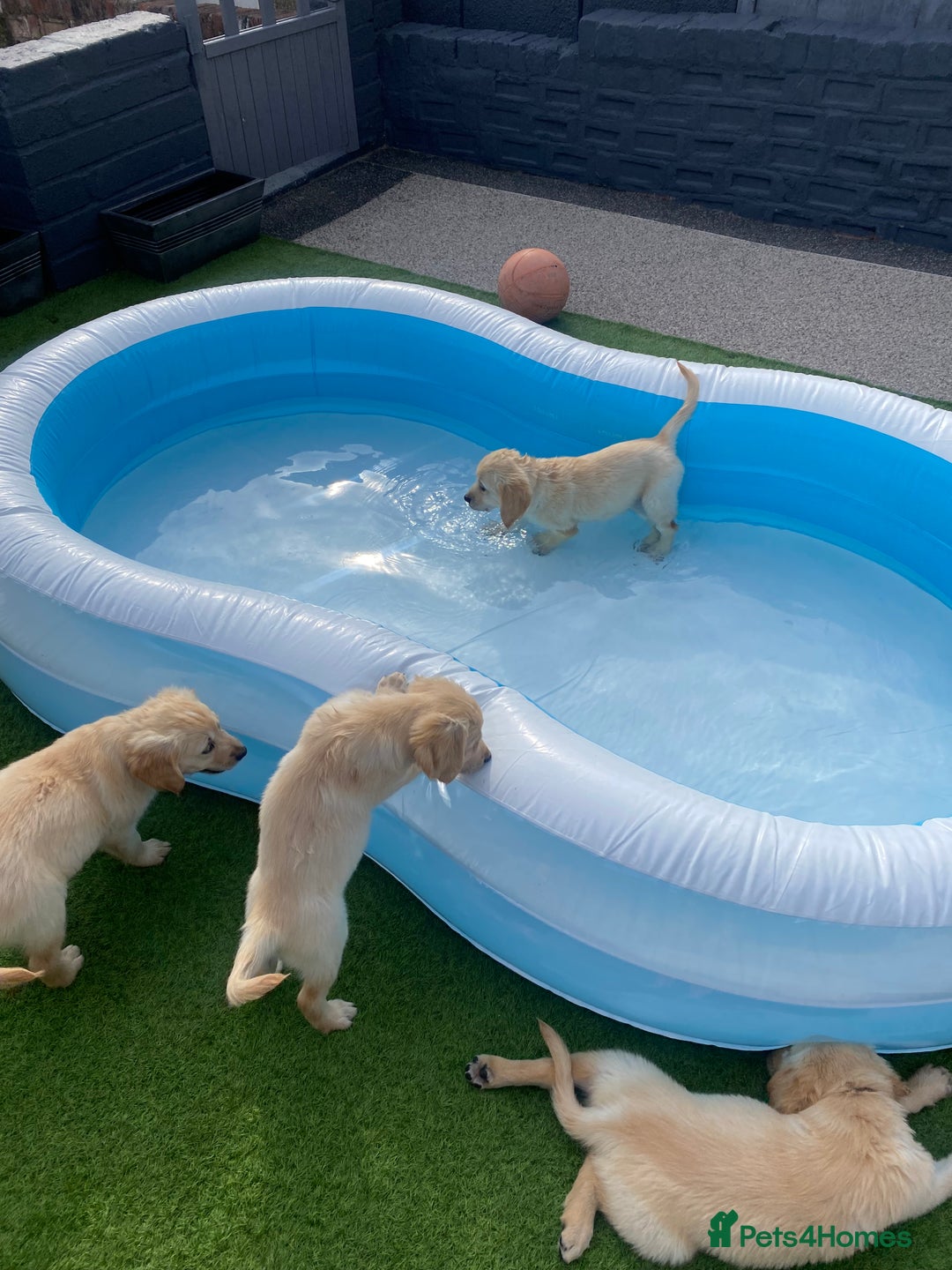 Golden Retriever dogs for sale: Beautiful KC reg Fluffy Golden Retriever Puppies - Image 1
