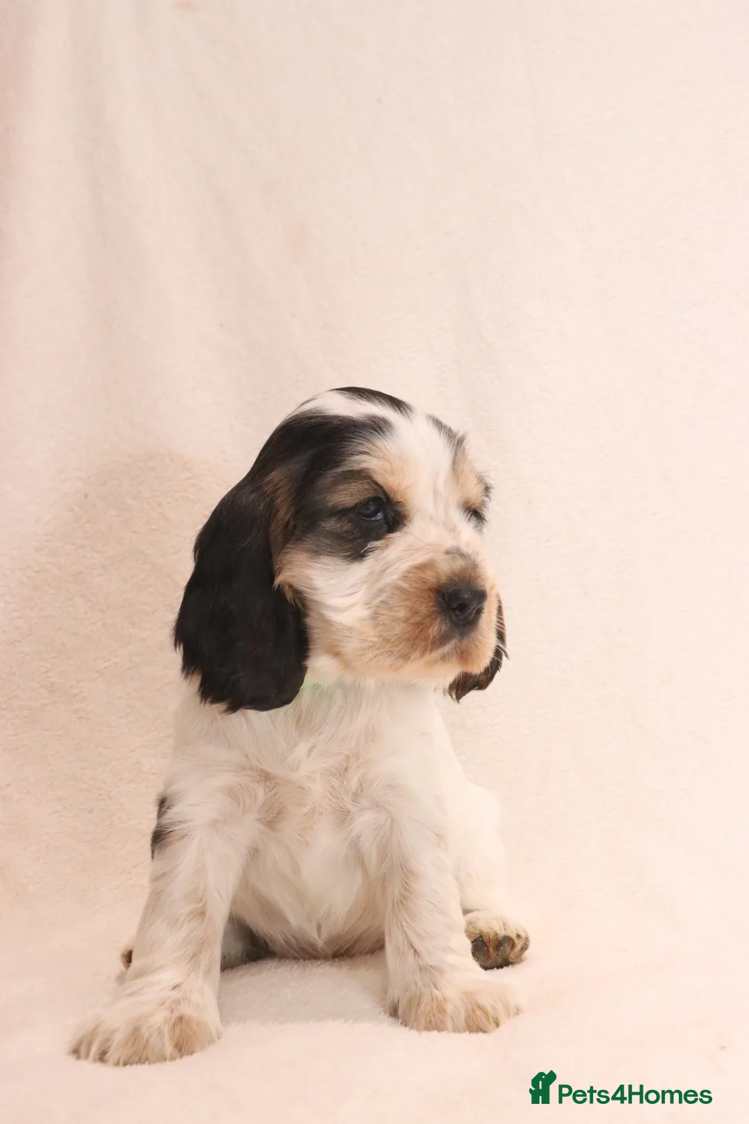 Cocker Spaniel dogs for sale: 🤎🧡 Chocolate Sable & Tan 🧡🤎 - Advert 9