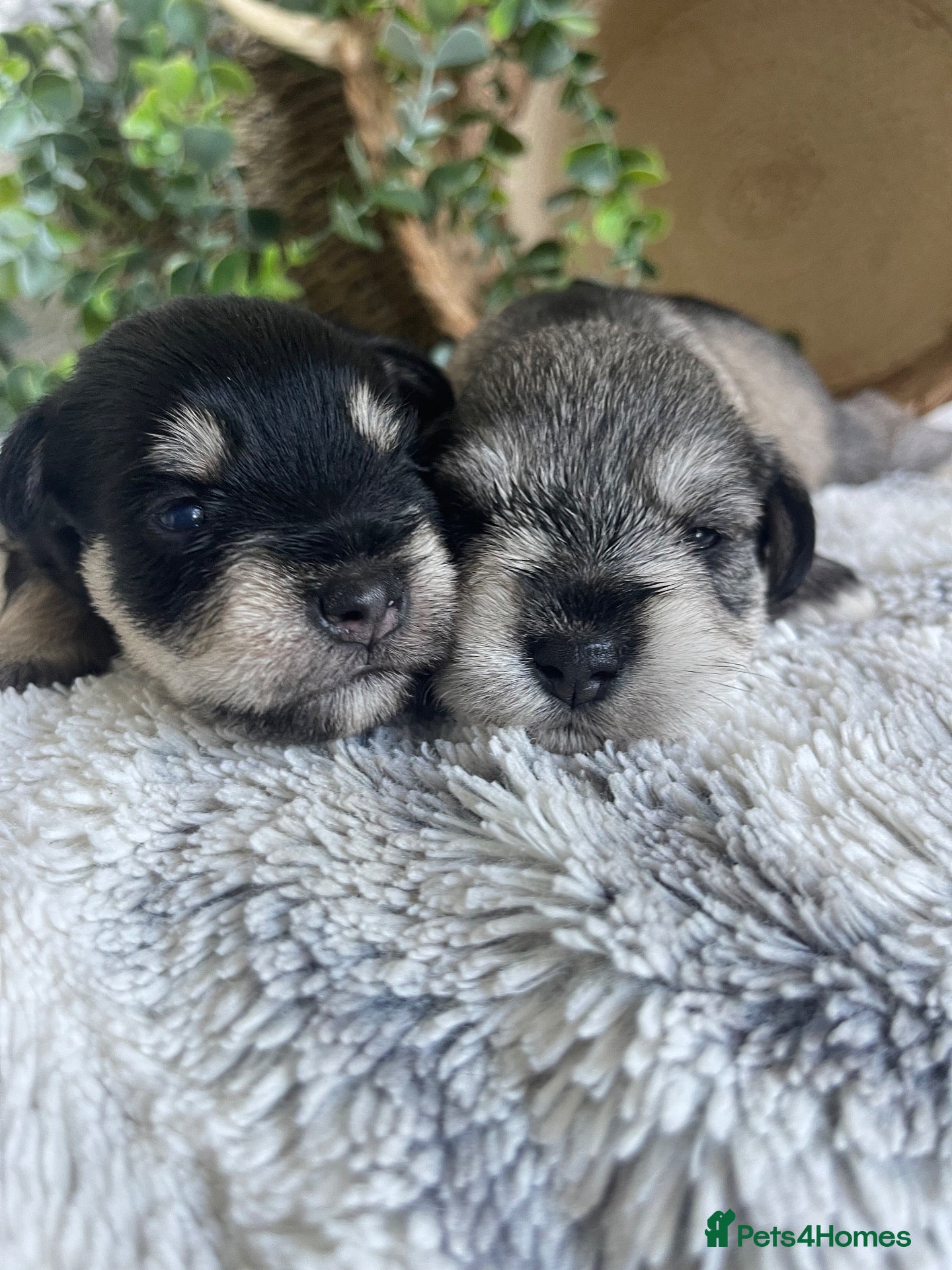 Miniature Schnauzer dogs for sale: THERAPY RAISED MINI SCHNAUZER  - Advert 2