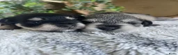 Miniature Schnauzer dogs for sale: THERAPY RAISED MINI SCHNAUZER  - Advert 2