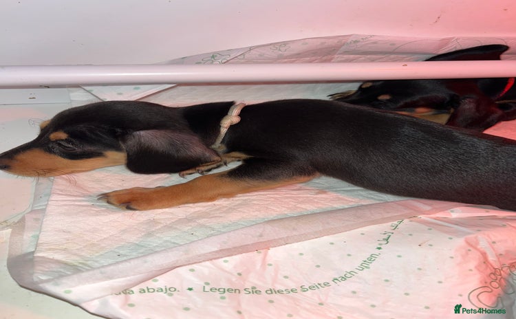 Miniature Dachshund dogs Miniature Dachshunds looking for perfect Home - Advert 3