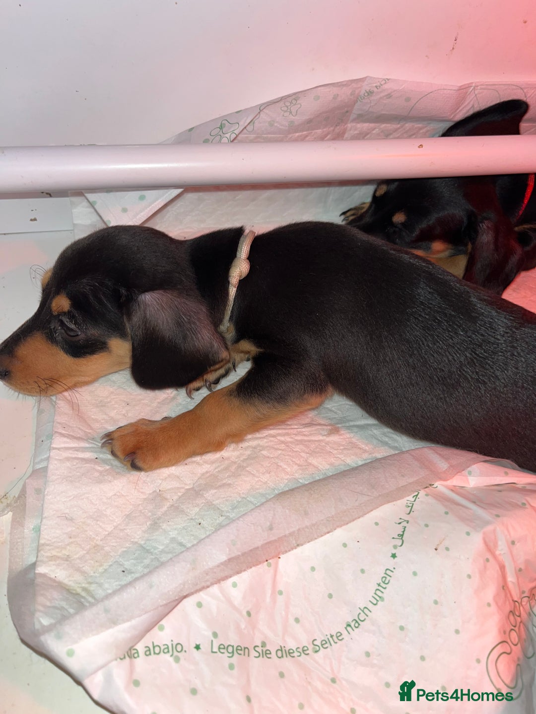 Miniature Dachshund dogs for sale: Last Male - Miniature Dachshunds - Advert 2