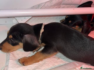 Miniature Dachshund dogs Miniature Dachshunds looking for perfect Home - Advert 9