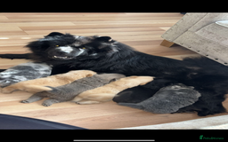 Chow Chow dogs for sale: Beautiful merle chow chow puppy  - Image 4