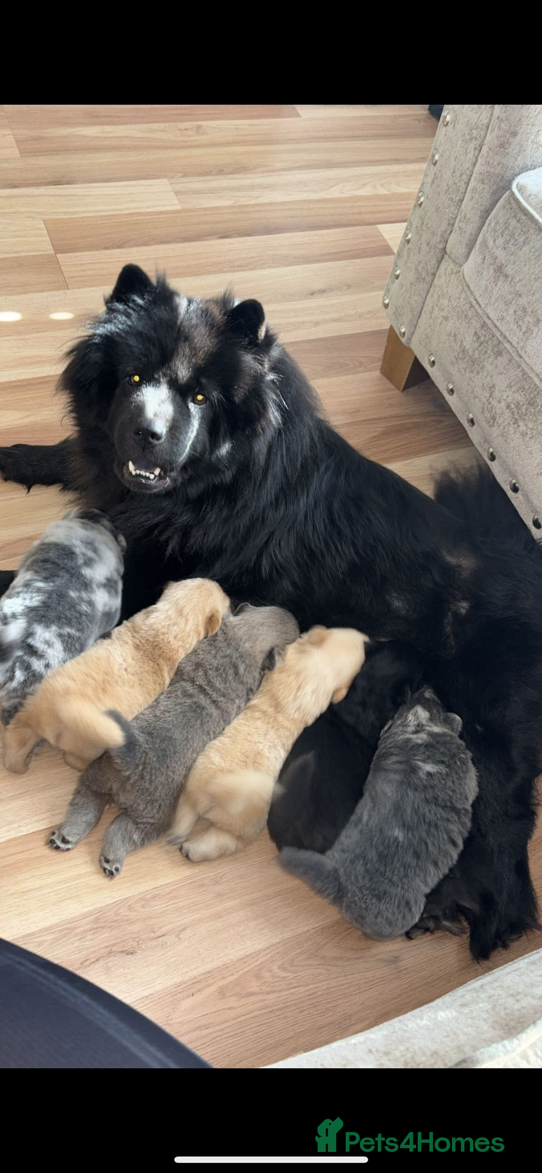 Chow Chow dogs for sale: Beautiful merle chow chow puppy  - Image 4