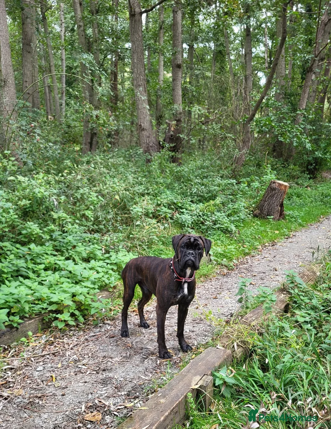 Boxer dogs for stud: KC Registered Brindle Boxer Stud - Advert 10