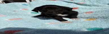 Borador Puppy 4