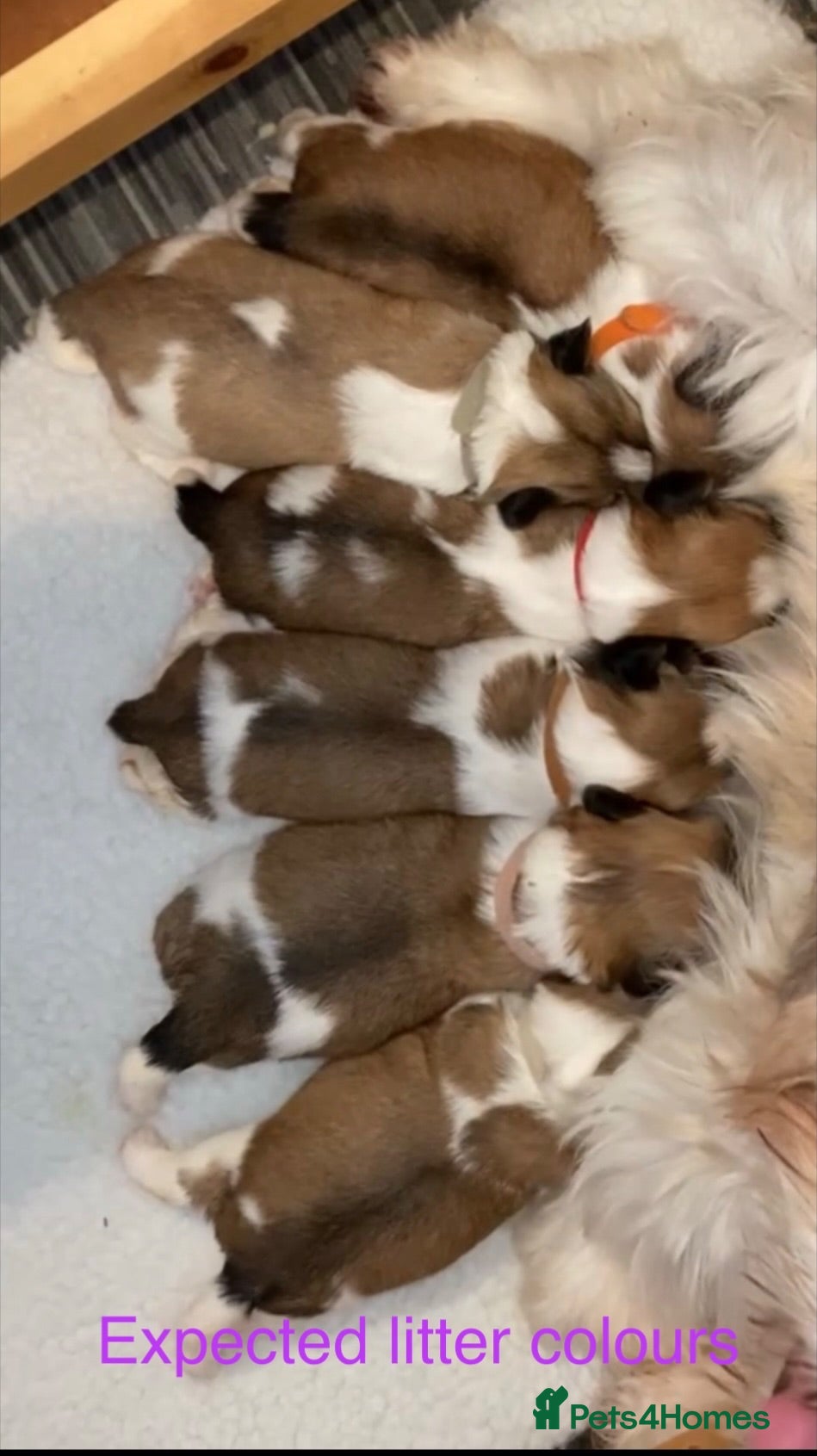 Lhasa Apso dogs Kc Reg Lhasa Apso pups Due - Advert 11