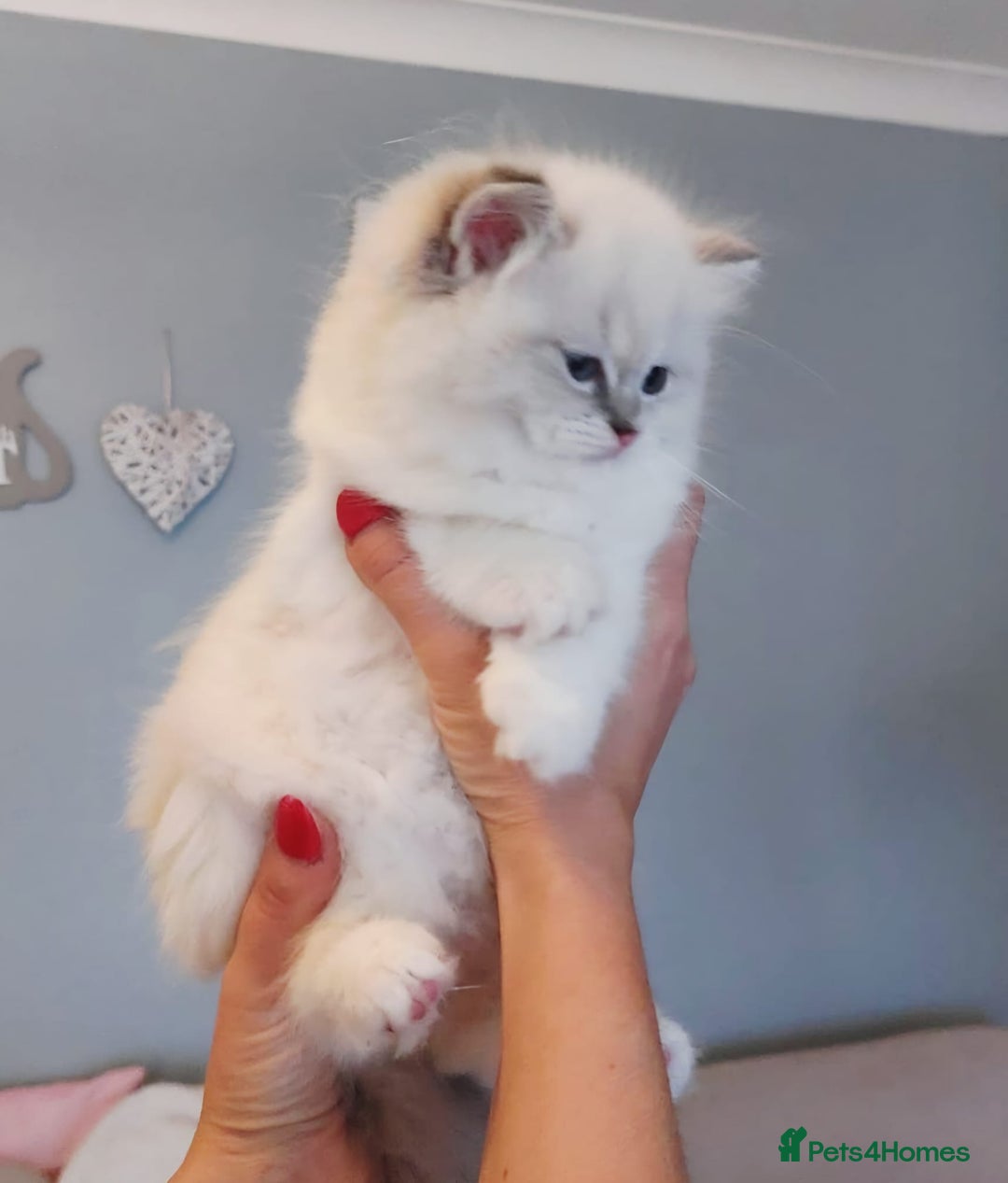 Ragdoll cats for sale: 💛 Beautiful European Kittens 😸  - Advert 6