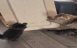 Mixed Breed cats for sale: Two Perdoll Female Kittens Looking for a Home - Image 6