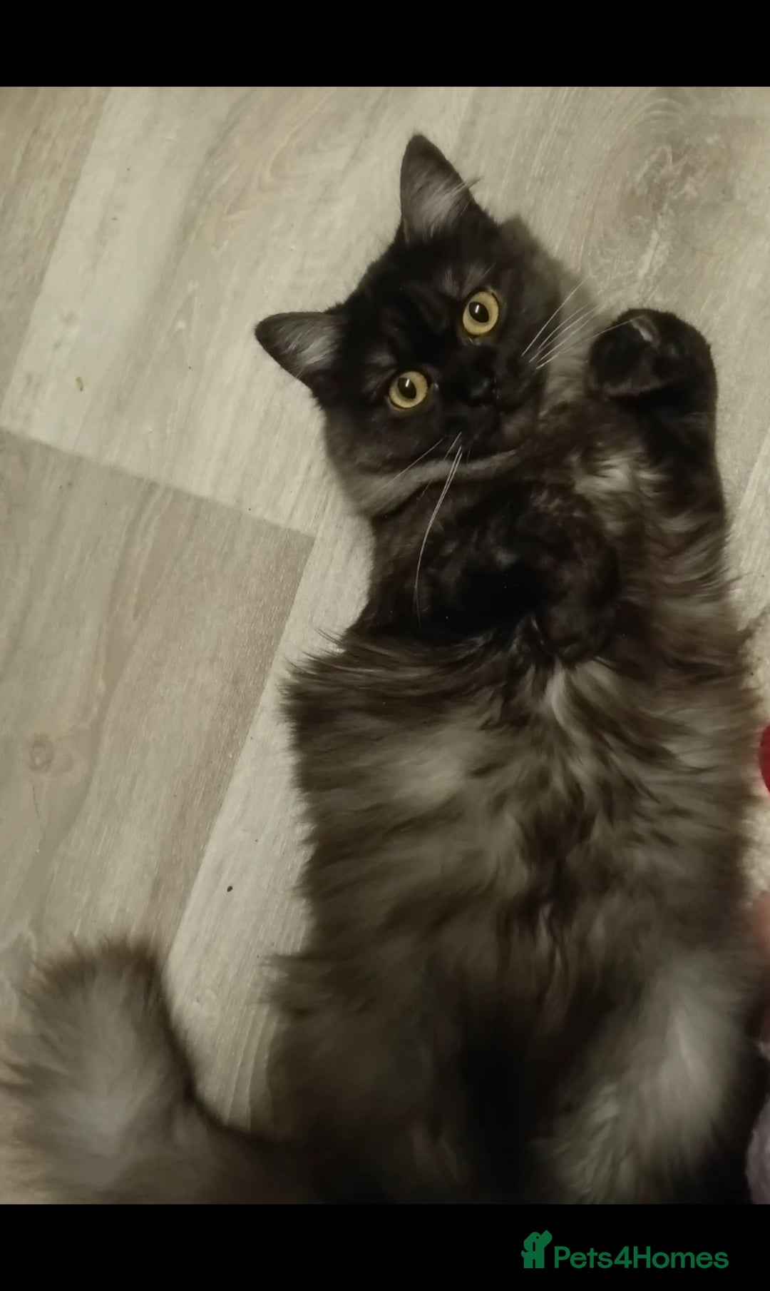 Mixed Breed cats for sale: Beautiful black smoke girl available  - Advert 2