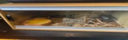 Mixed Breed reptiles for sale: Snakes spiders scorpions  in Macclesfield - Advert 12