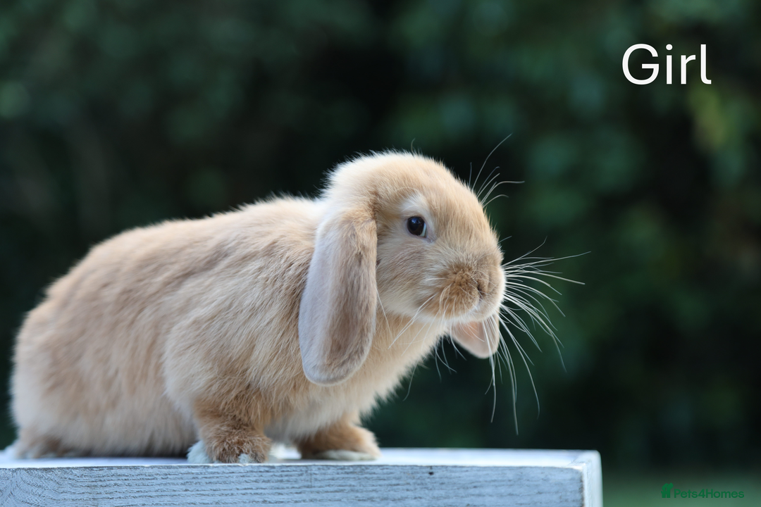 Mini Lop rabbits for sale: Two gorgeous, friendly mini lop rabbits, ready now - Image 7
