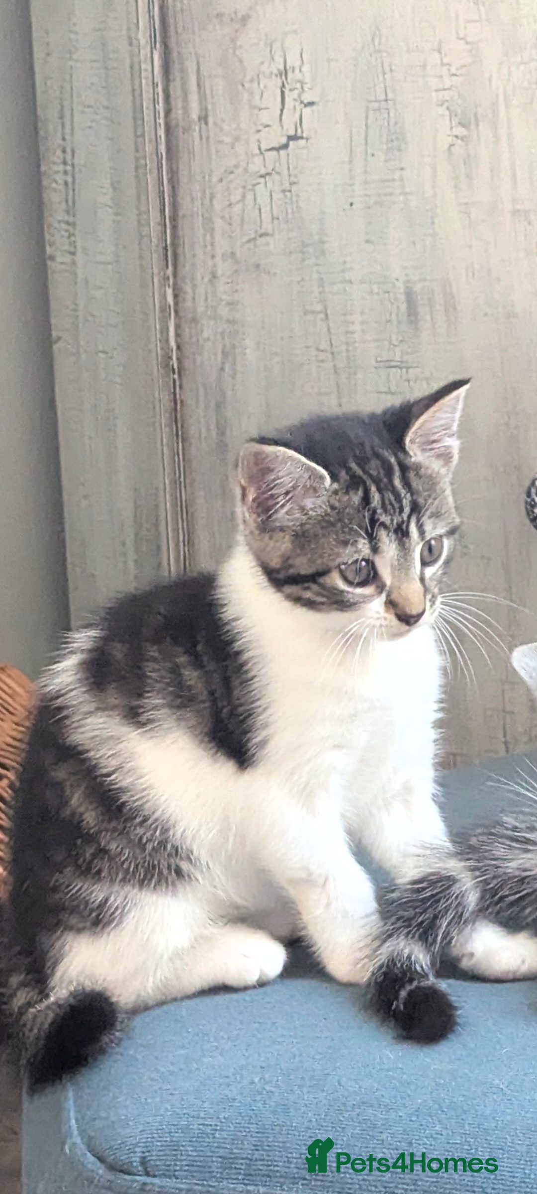 British Shorthair cats for sale: 2 beautiful white and tabby kittens  - Image 2