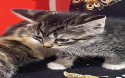 Mixed Breed cats for sale: Kataleja - Image 8