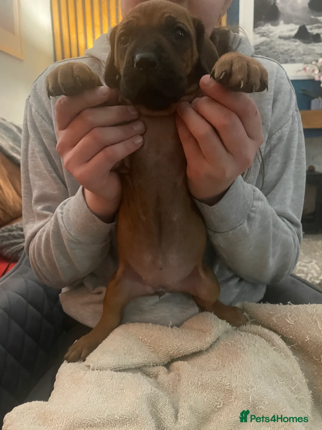 Rhodesian Ridgeback dogs for sale: Beautiful Rhodesian Ridgeback pups - Advert 10