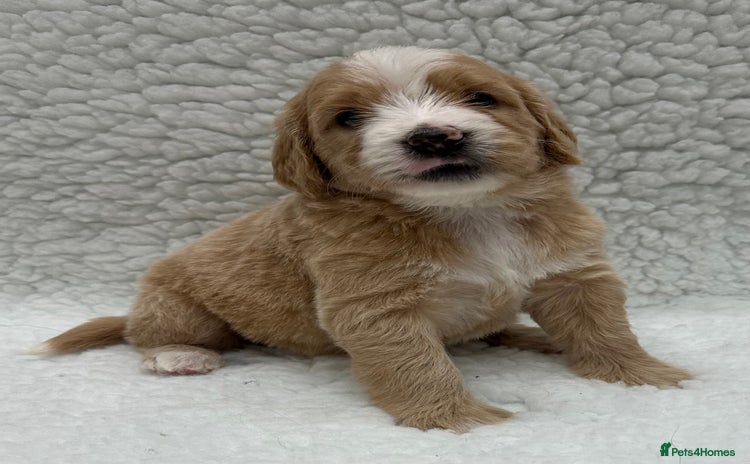 Double Doodle dogs Stunning Double Doodle Puppies  - Advert 3