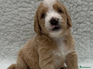 Double Doodle dogs Stunning Double Doodle Puppies - Advert 5