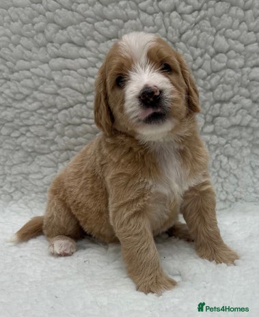 Double Doodle dogs Stunning Double Doodle Puppies - Advert 3