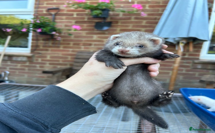 Ferret rodents - Advert 4