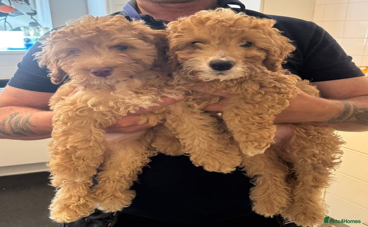 Cockapoo dogs in Didcot - Advert 7