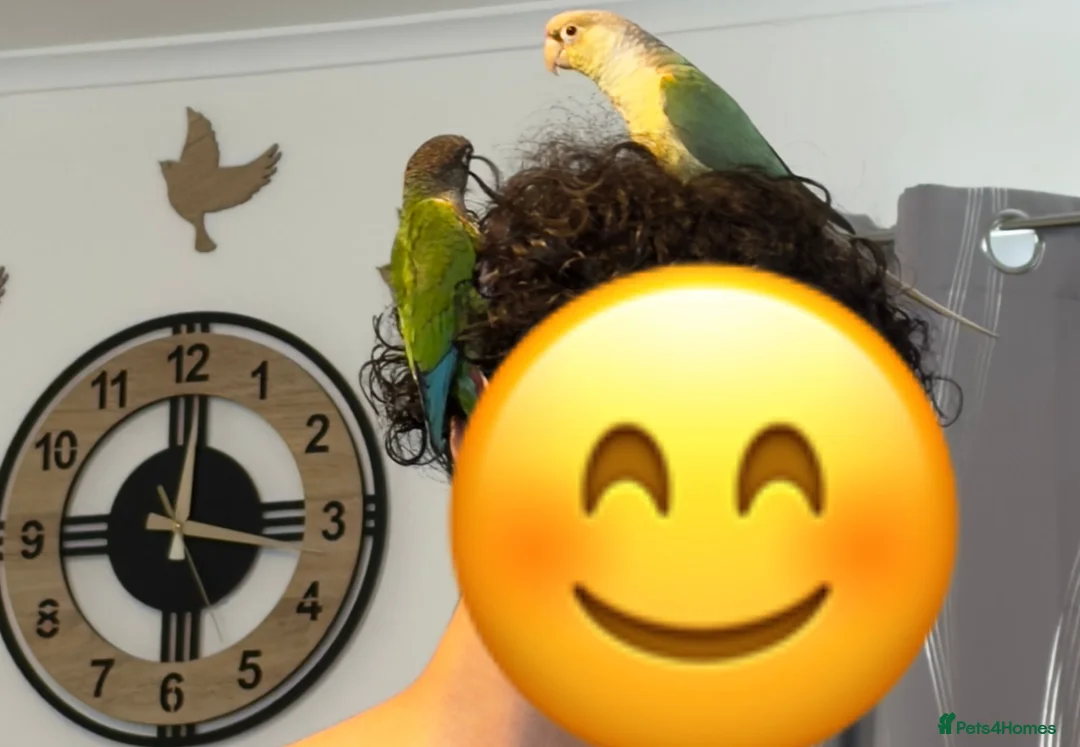 Parrots birds for sale: 2 talking baby parrots in South Ockendon - Advert 2