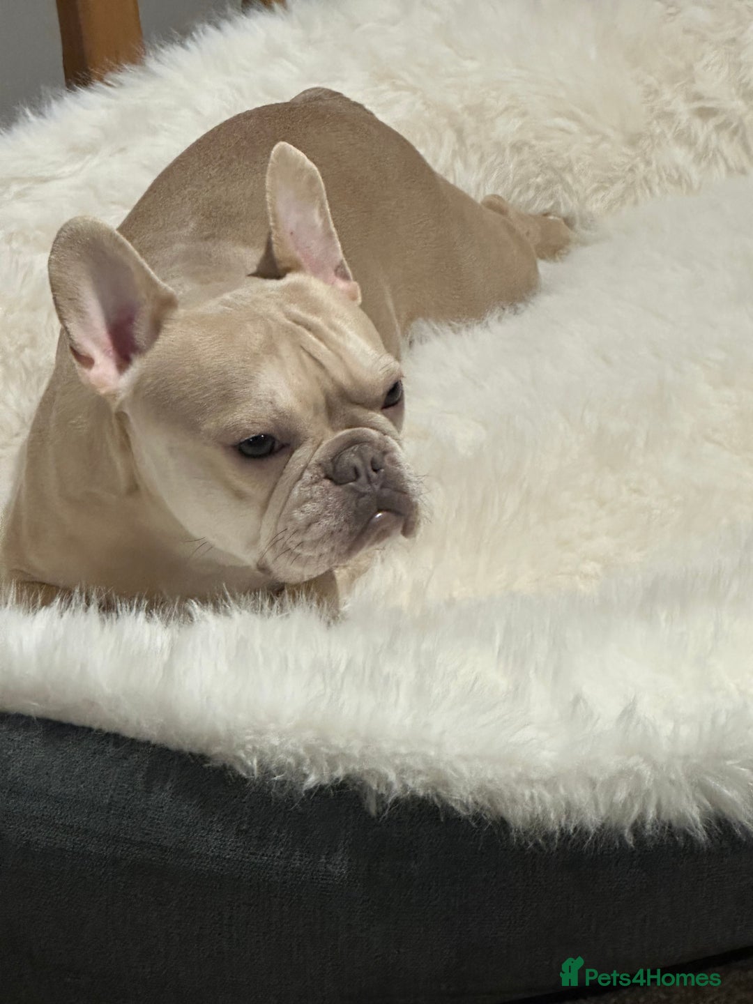 French Bulldog dogs for sale: French Bulldog Puppies  - Advert 2