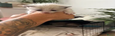 Ragdoll Kitten 3