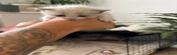 Ragdoll cats for sale: Beautiful ragdoll kittens for sale  - Advert 16