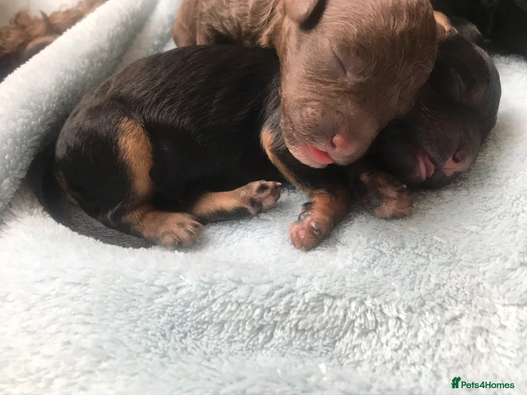 Miniature Poodle dogs for stud: ❤️ DNA Health Tested Beautiful red poodle for stud - Advert 14