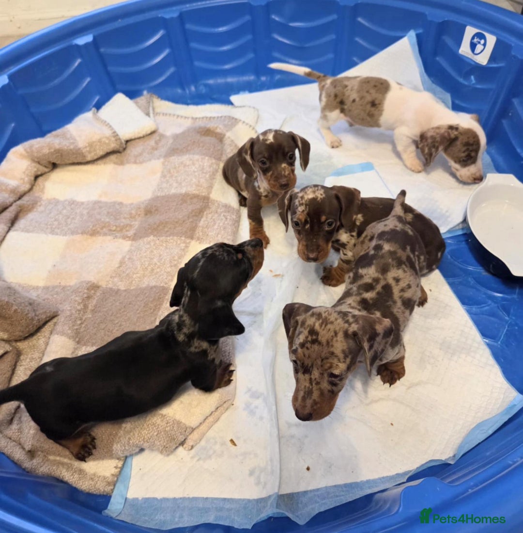 Miniature Dachshund dogs for sale: Miniature dachshund puppies - Image 4