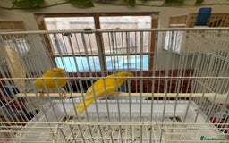 Canaries birds for sale: Canary and lovebirds  - Image 4